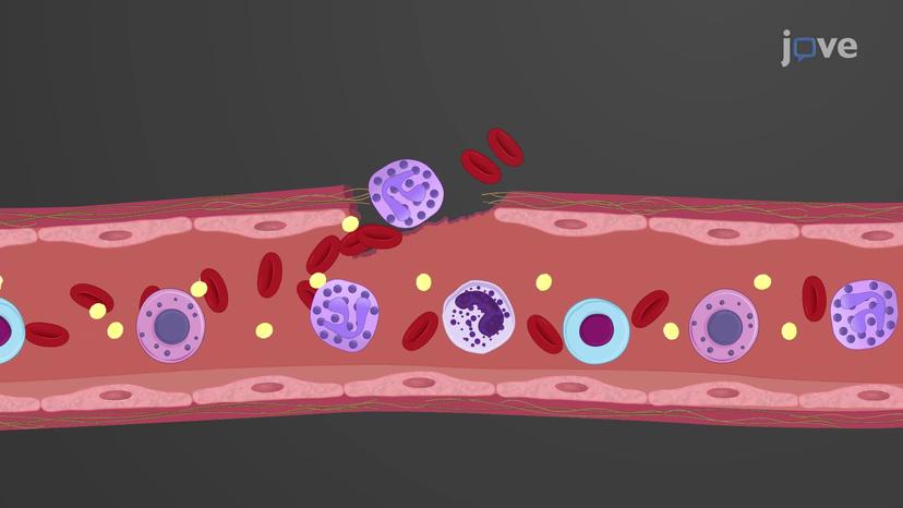 Introduction to Hemostasis