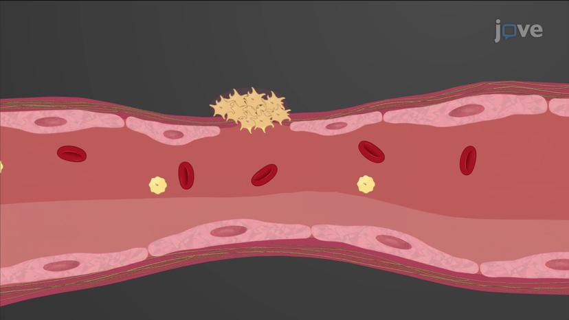 Formation of the Platelet Plug