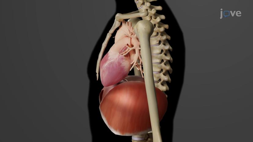 Location and Orientation of the Heart