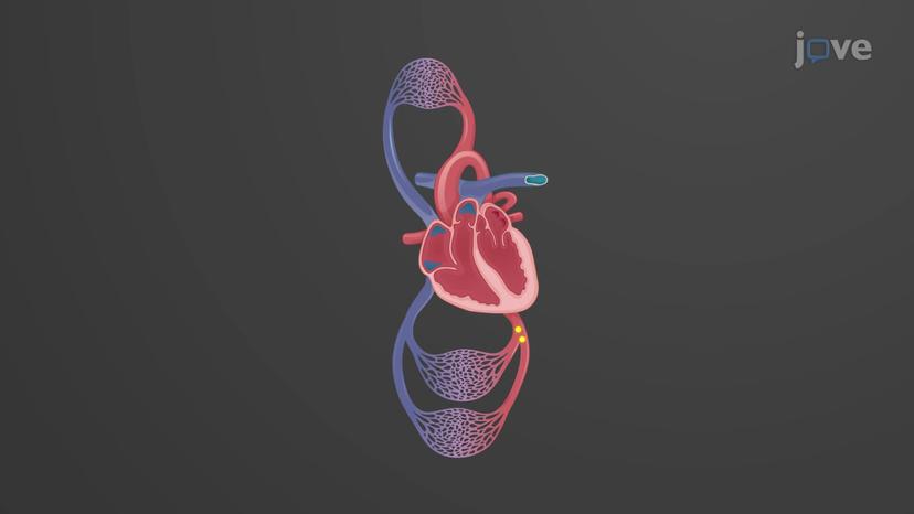 Overview of Systemic and Pulmonary Circulation