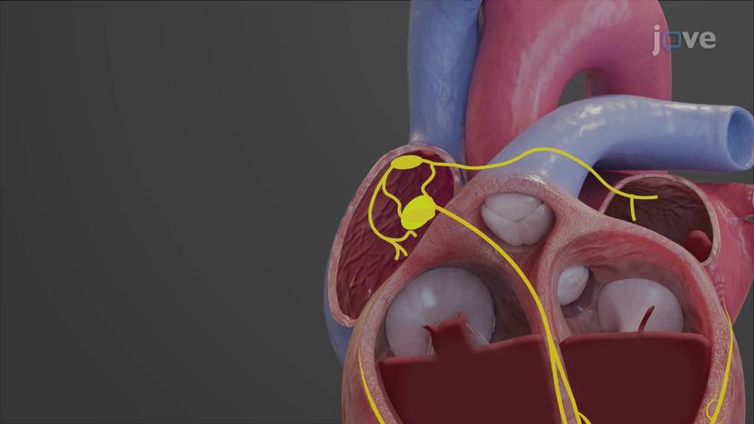 Conduction System of the Heart