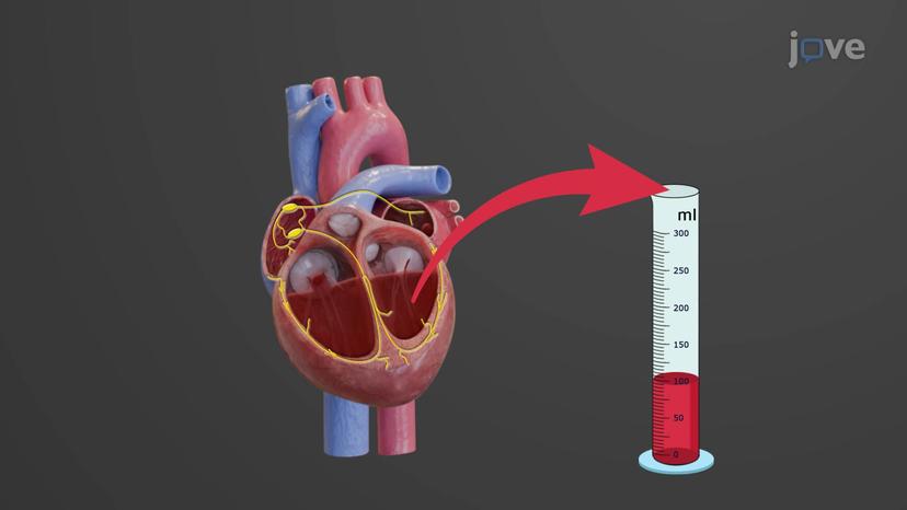 Cardiac Cycle