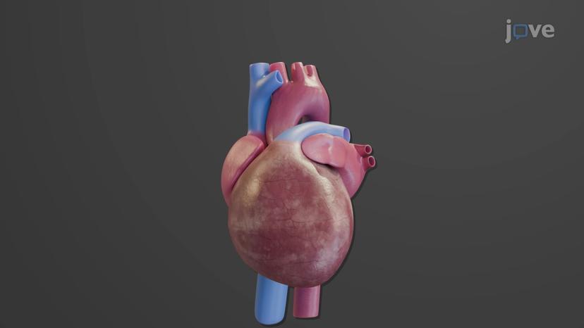 Disturbances in Heart Rhythm