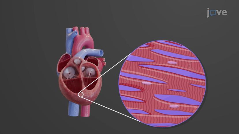 Regulation of Stroke Volume