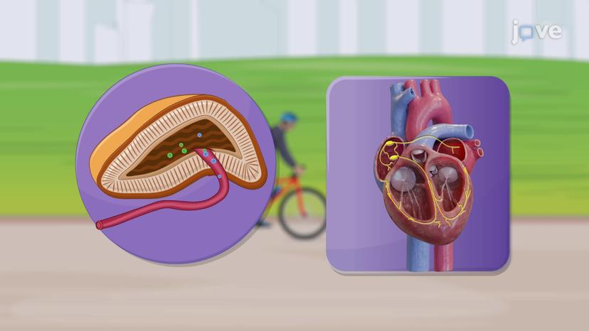 Regulation of Heart Rates