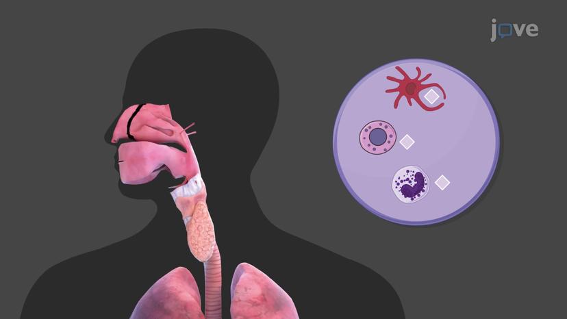 Overview of Respiratory System