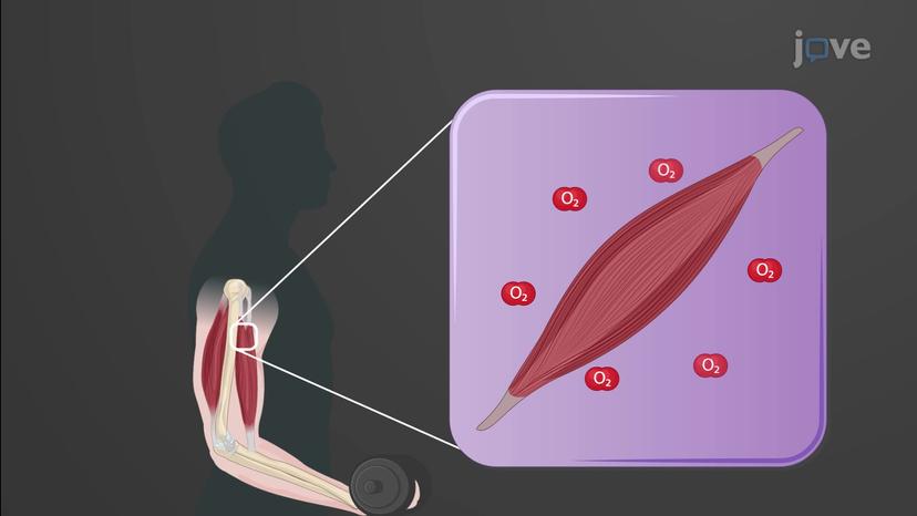 Exercise and Cardiac Output