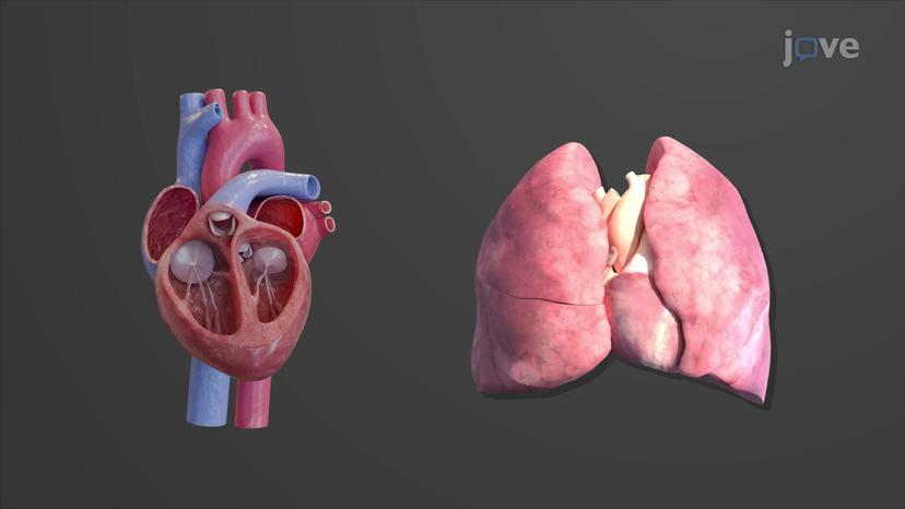 Imbalances in Cardiac Output