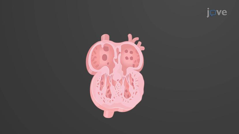 Development of the Heart