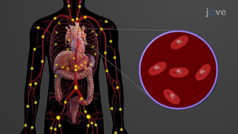 Overview of Blood Vessels