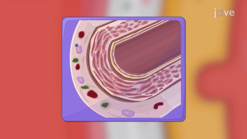 Structure of Blood Vessels