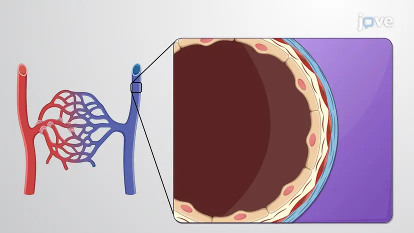 Venules