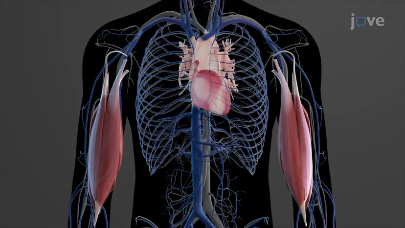 Veins as Blood Reservoirs