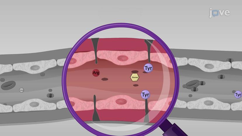 Capillary Exchange