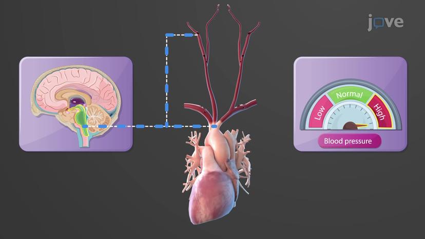 Neural Regulation of Blood Pressure