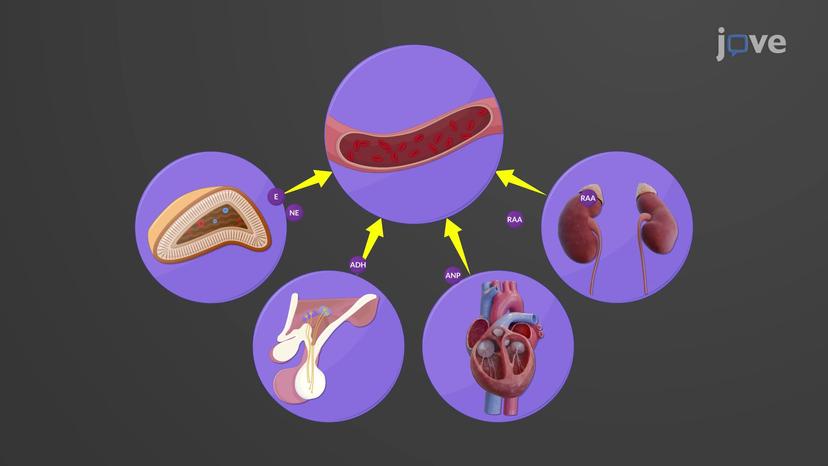 Hormonal Regulation of Blood Pressure