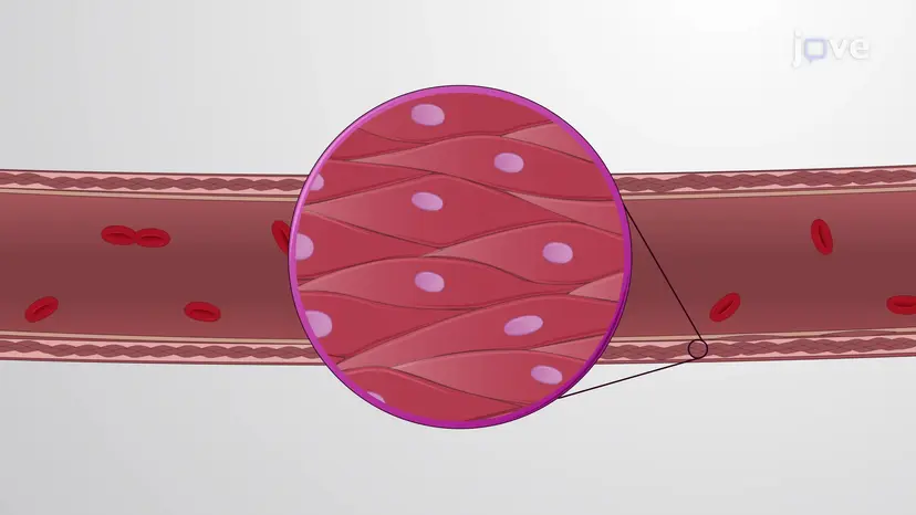 Autoregulation of Blood Flow