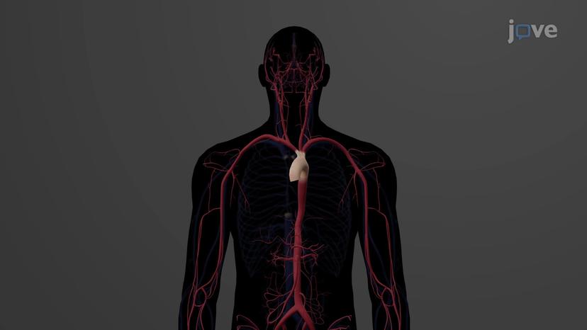 The Arch of Aorta