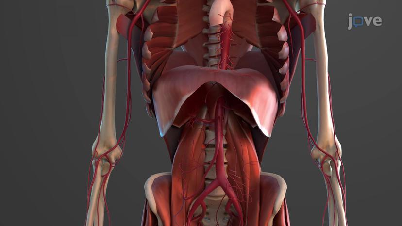 Thoracic Aorta