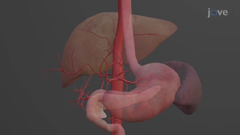 Abdominal Aorta