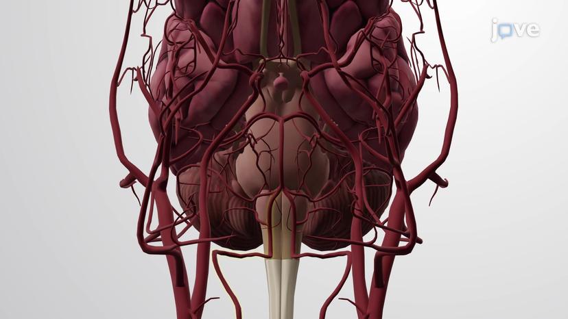 Arteries of the Head and Neck