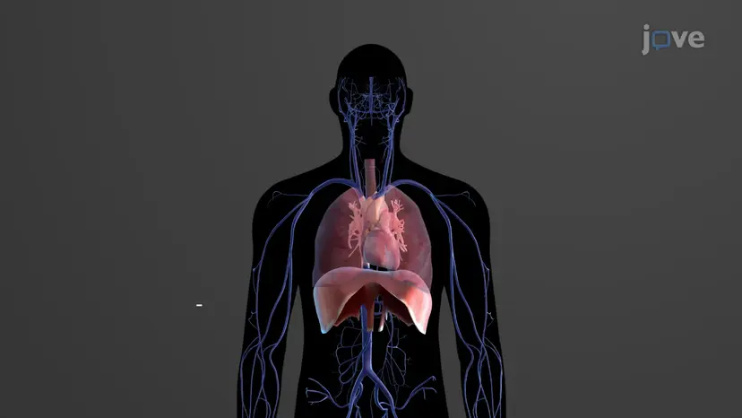 Overview of Systemic Veins