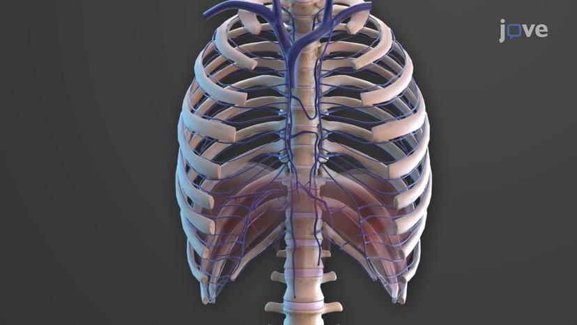 Veins of Thorax