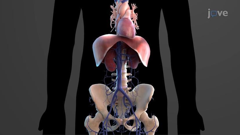 Veins of the Abdomen and Pelvis