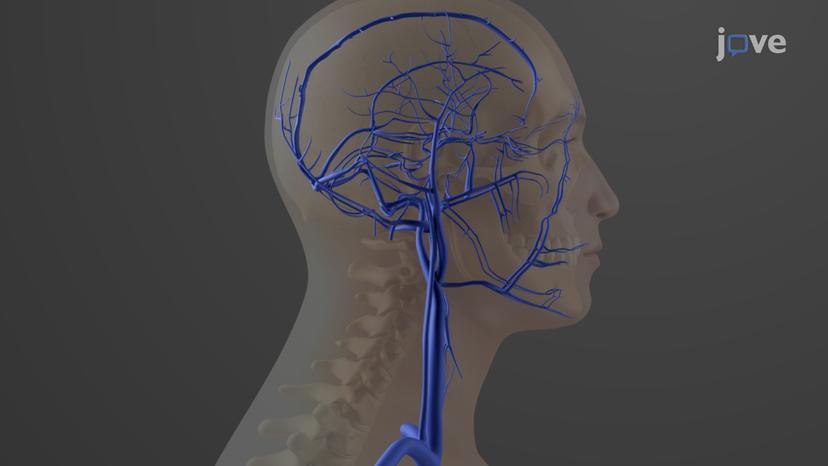 Veins of Head and Neck