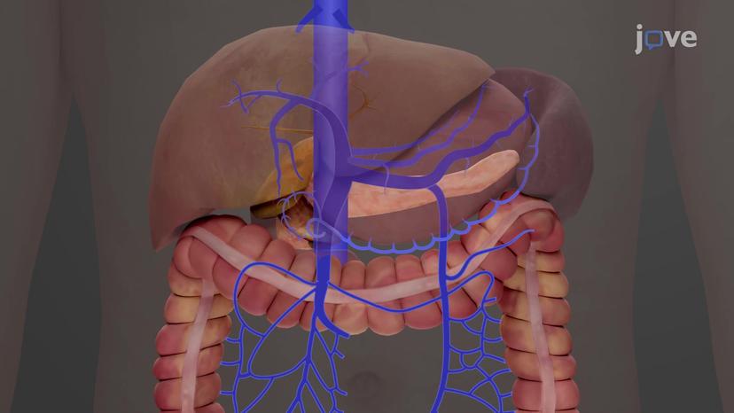 Hepatic Portal System