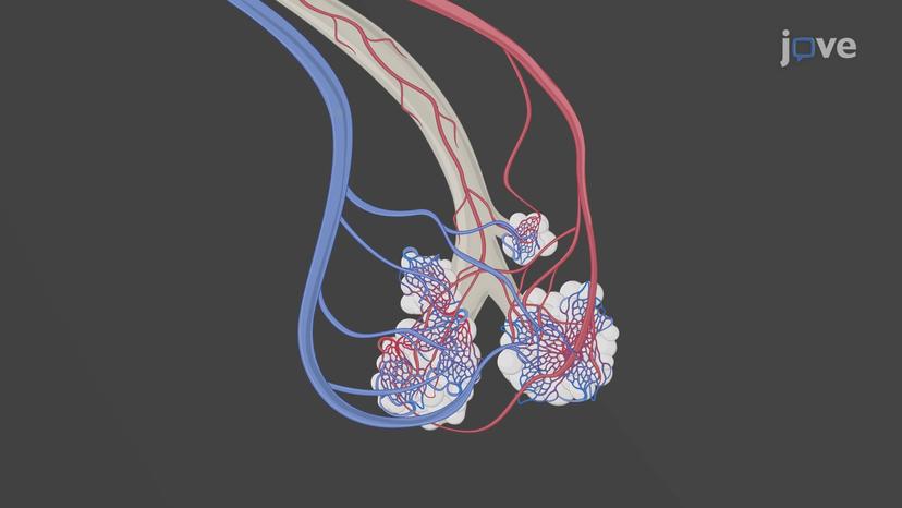 Overview of Pulmonary Circulation