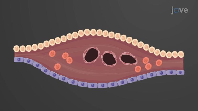 Development of Blood Vessels