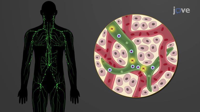 Functions of the Lymphatic and Immune System