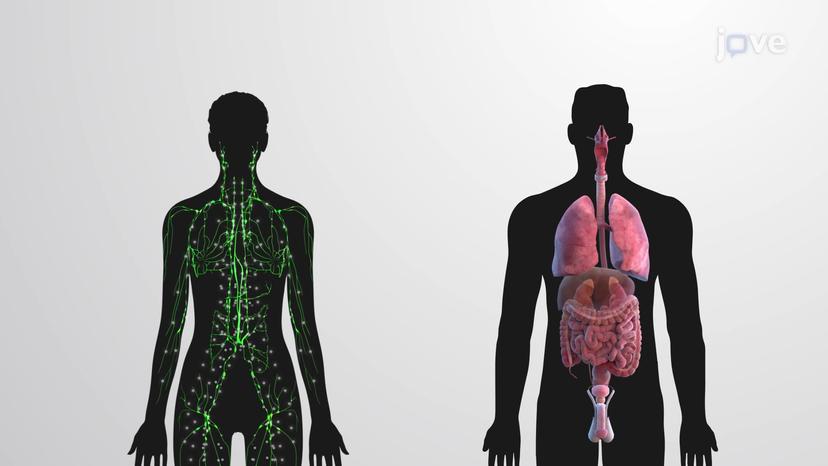 Lymphoid Cells and Tissues