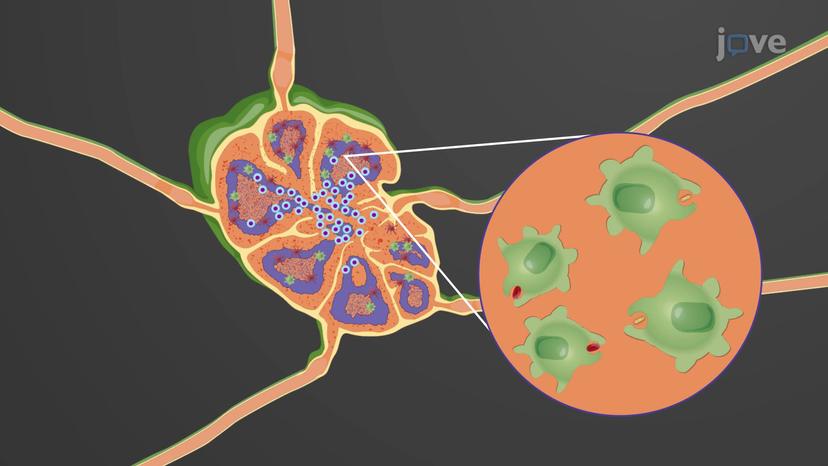 Secondary Lymphoid Organs