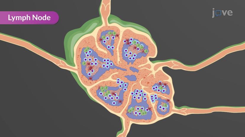 Detailed Structure and Function of Lymph Nodes