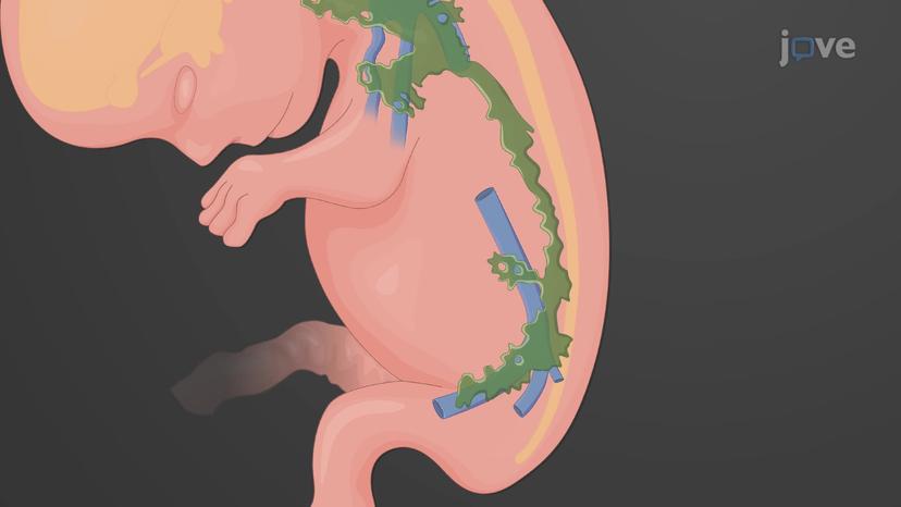 Development of the Lymphatic System