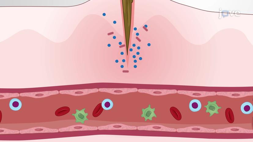 Introduction to Innate and Adaptive Immunity