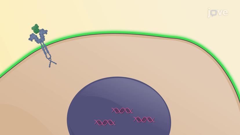 Antimicrobial Proteins