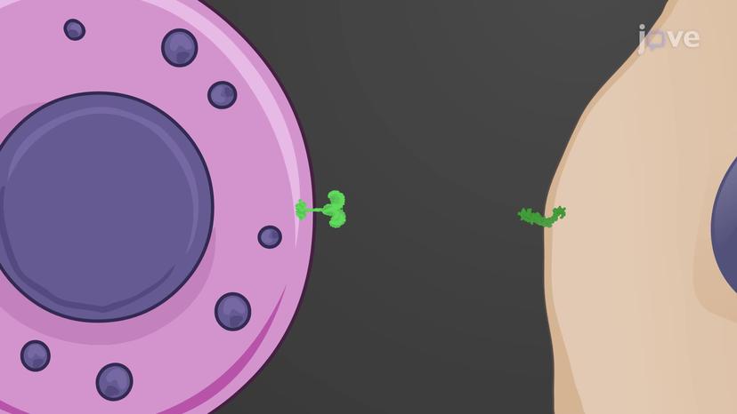 Immune Surveillance by NK Cells and Phagocytes