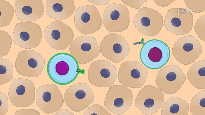 Special Features of Adaptive Immunity