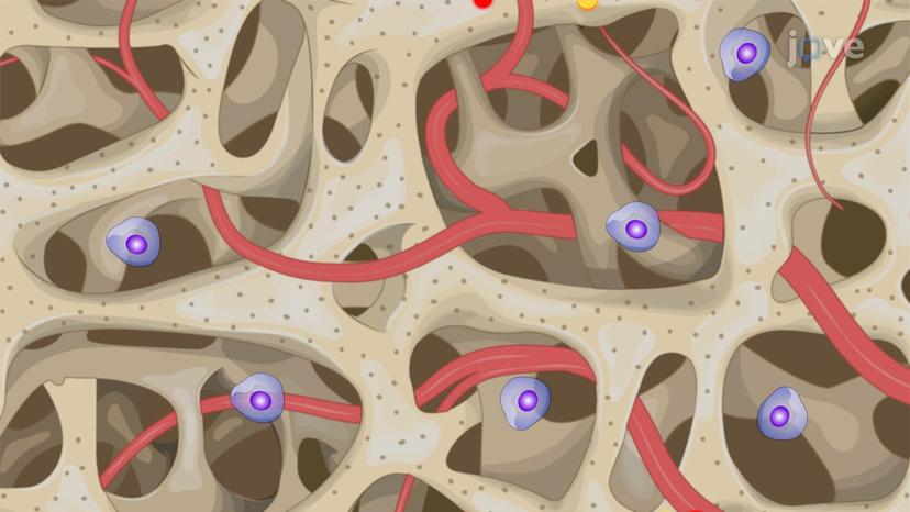 Diversity of Antigen Receptors