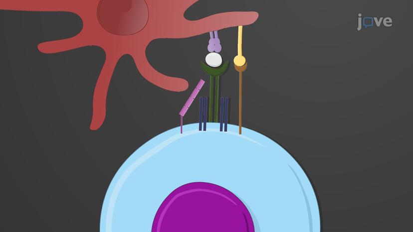 T Cell Activation and Clonal Selection