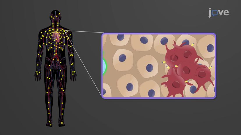 Cytotoxic T Cells-mediated Immune Response