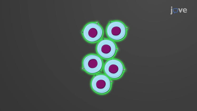 B Cell Activation and Differentiation