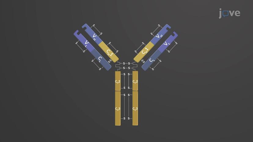 Antibody Structure and Classes