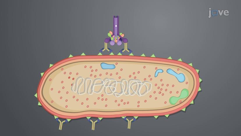 Antibody Actions