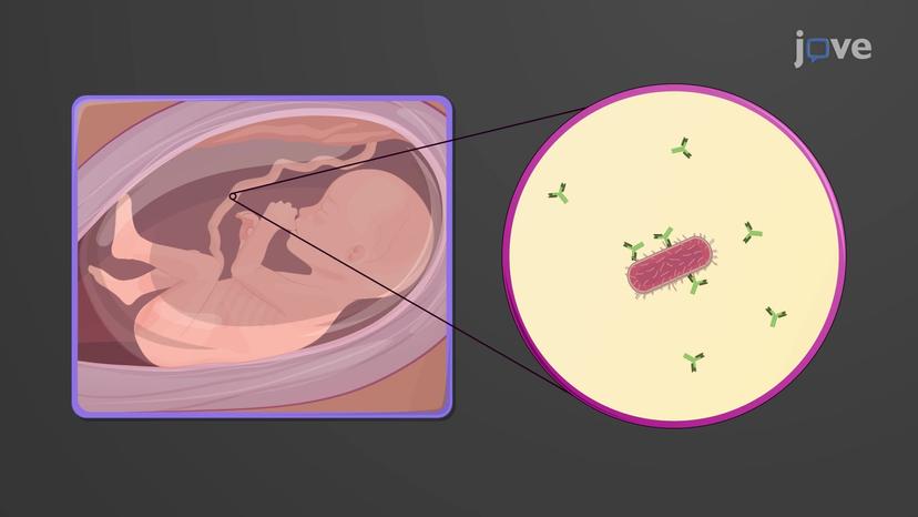 Development of Immunocompetence