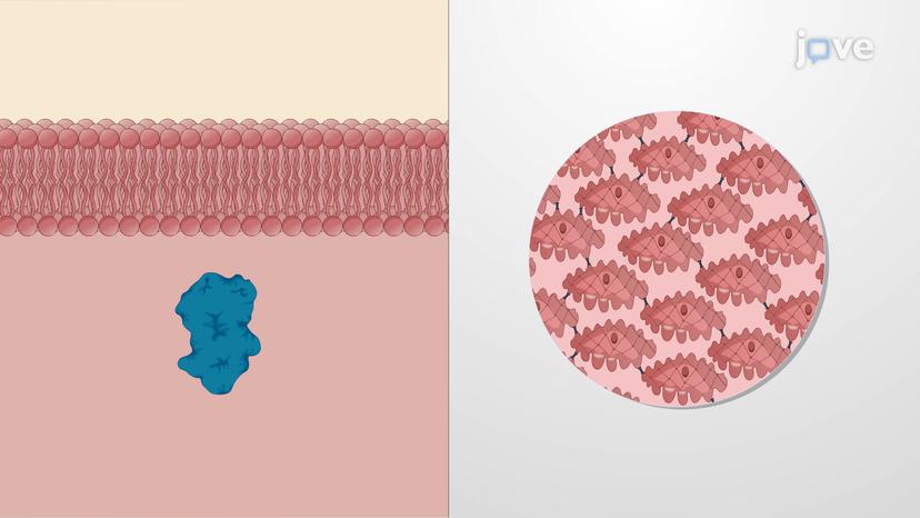 Treatment for Pulmonary Arterial Hypertension: Phosphodiesterase Inhibitors