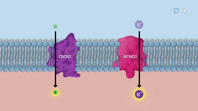 Acid Suppressive Drugs for Peptic Ulcer Disease: Proton Pump Inhibitors